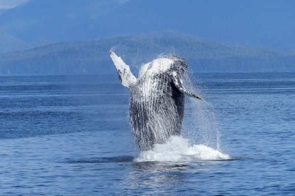 Whale watching in Costa Rica on charter boat tour